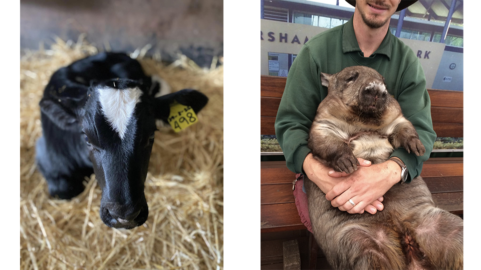 A cuddly calf and a park attendant holding a wombat