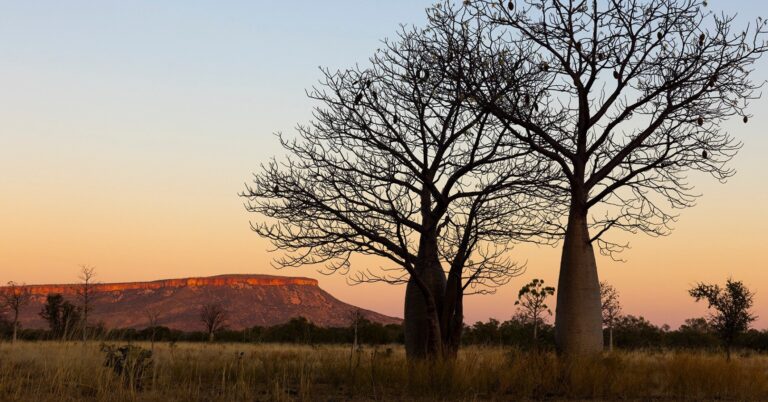 Boab trees and a red earth monolith in the golden sunset. Discounted travel in Kimberley region