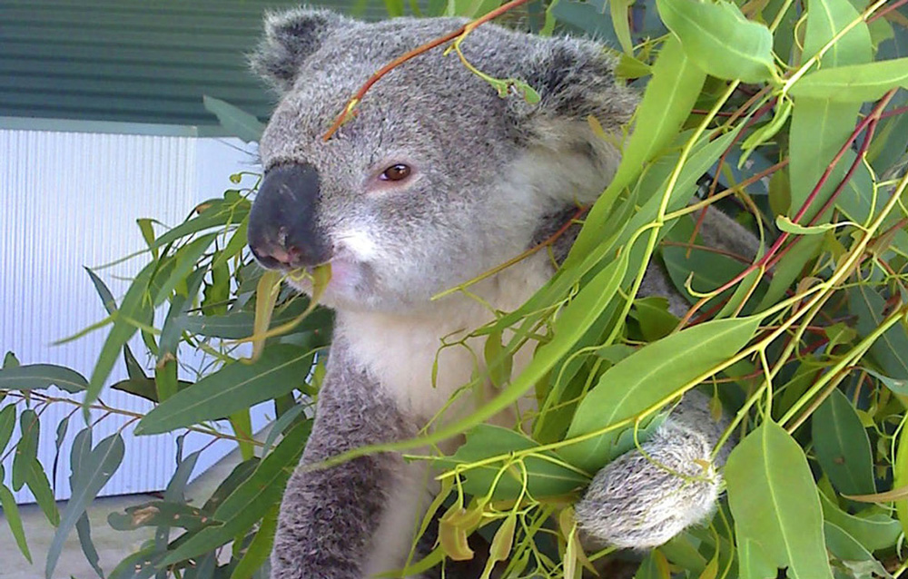 Cohunu Koala Park