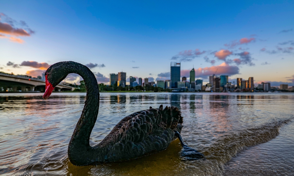 Black swan in the Swan River