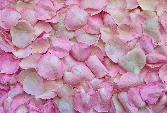 Fresh Rose Petals