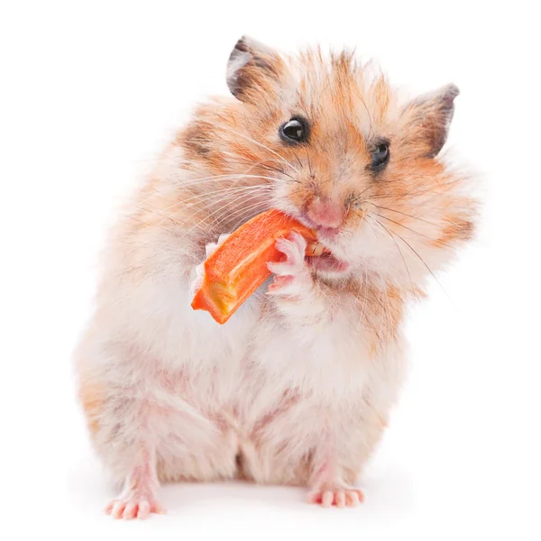 Hamster eating Stock Picture