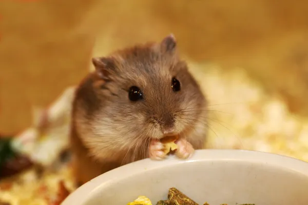 Hamster Royalty Free Stock Images