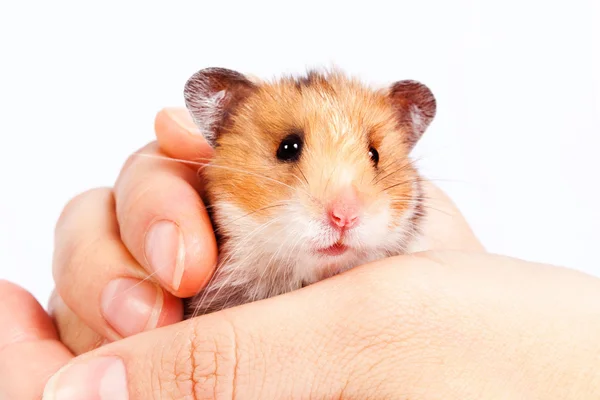 Little hamster in the hands of man Stock Picture