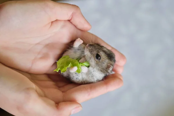 Small fluffy gray Dzungarian hamster eating green leaf of lettuce in child hand Stock Picture