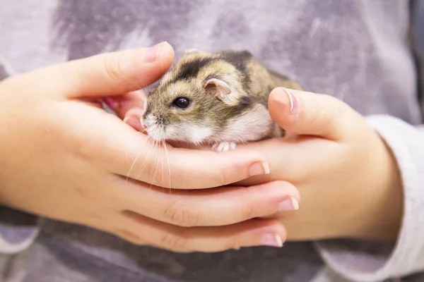 Girl Hamster Hands Stock Picture