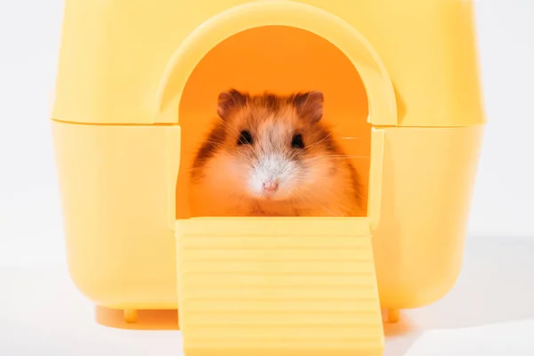 Adorable Funny Hamster Sitting Yellow Pet House Looking Camera Grey Stock Photo