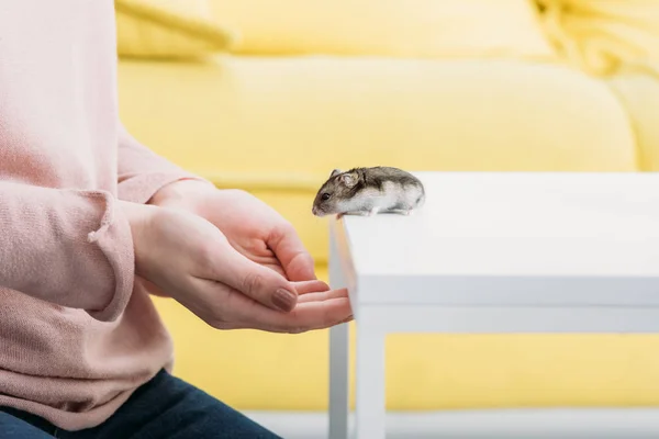 Cropped View Woman White Table Cute Fluffy Hamster Royalty Free Stock Images
