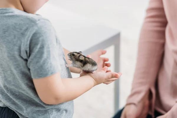 Partial View Boy Holding Adorable Fluffy Hamster Hear Mother Royalty Free Stock Photos