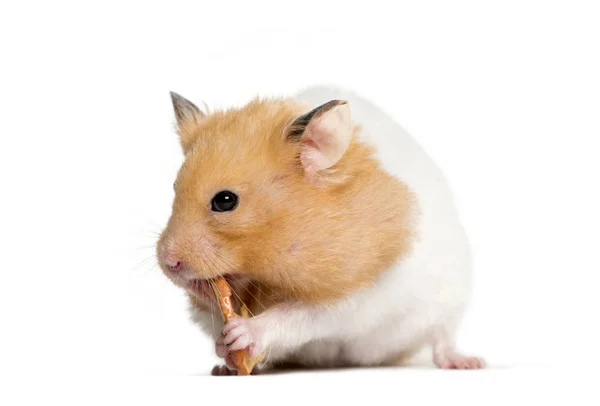 Golden Hamster eating in front of white background Royalty Free Stock Images