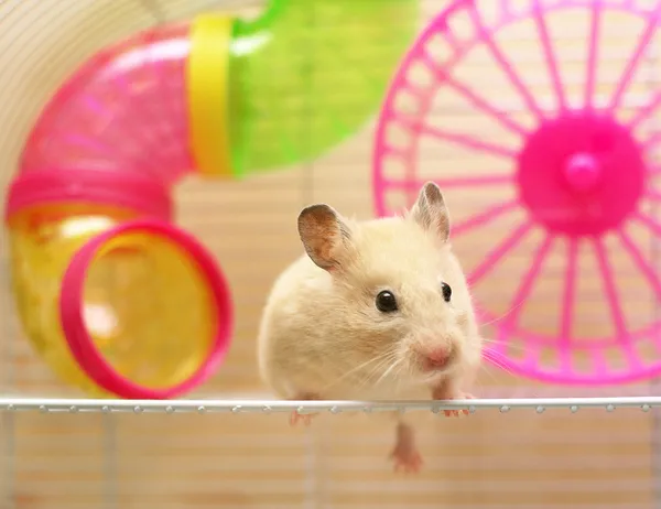 Syrian hamster Stock Picture