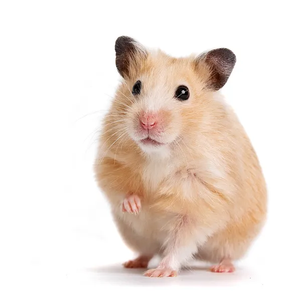 Hamster Stock Image