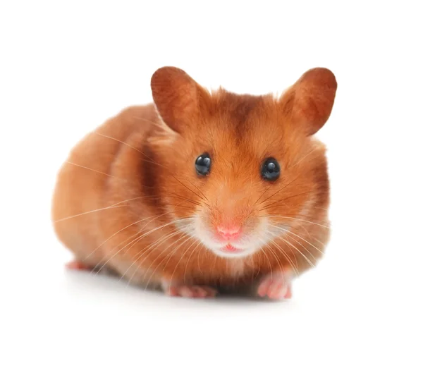 Cute Hamster Isolated On White Royalty Free Stock Images