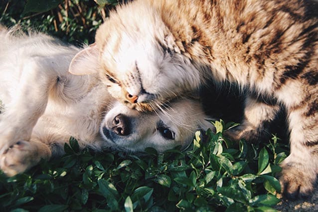 Foto Di Animali Strani E Divertenti