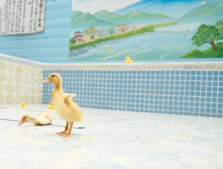 Tamagawa Onsen Real Ducks 3