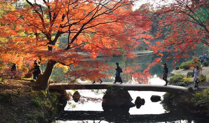 Autumn Leaves Foliage Forecast Japan 2021 Momiji