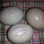Cara Menghitung Biaya dalam Ternak Itik, beserta Cara Menentukan Harga Jual Telur