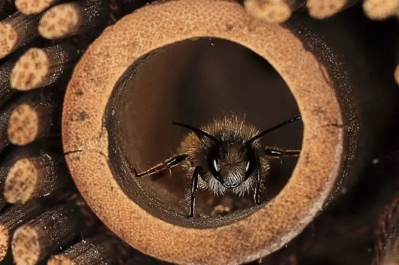 Un'ape solitaria nel proprio rifugio