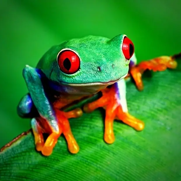 Biodiversità, una rana con gli occhi rossi
