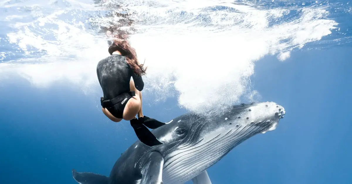 Diver almost collides enormous baby humpback whale as she swims during tour