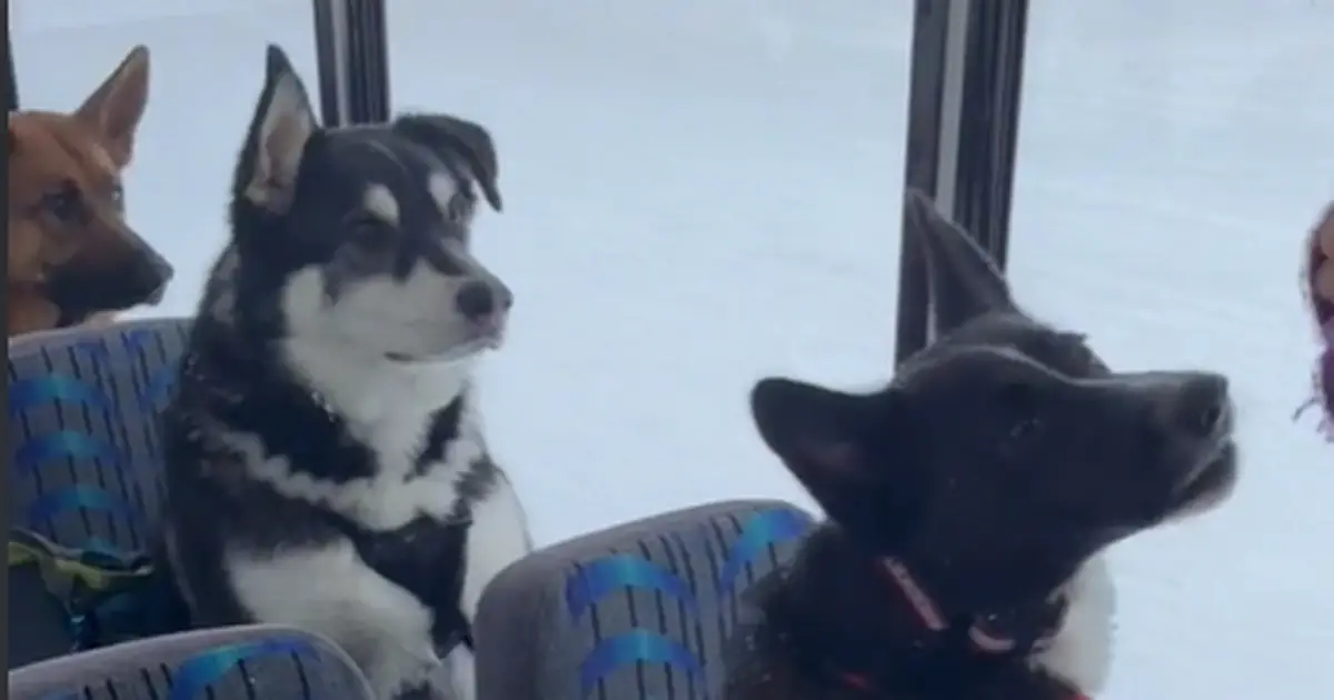 Dog walker with school bus adorably full of pets has 'best job in the world'