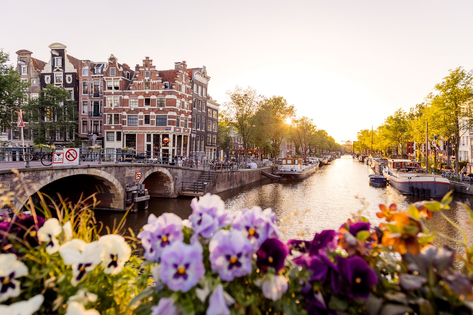 Amsterdam canal at sunset with flowers in foreground, Netherlands