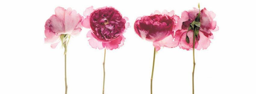 4 Pink Flowers Facebook Cover Photo