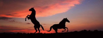 Horses in The Dusk Facebook Cover Photo