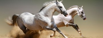 White Horses Facebook Cover Photo