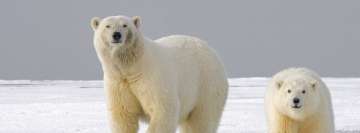 Big White Polar Bears Facebook Wall Image