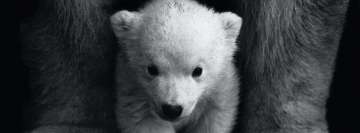 Fekete-fehér jegesmedve baba Facebook borítókép fotó