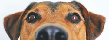 Brown Dog Face Facebook Banner