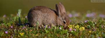 Brown Little Rabbit at Easter Facebook Banner