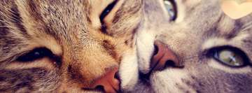 Cats in Love Facebook Cover Photo