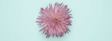 Chrysanthemum Purple Flower Facebook Cover Photo