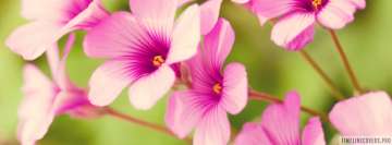 Colorful Life Pink Flowers Facebook Banner