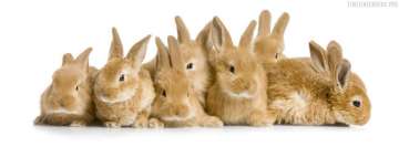 Easter Lots of Bunny Rabbits Facebook Cover Photo