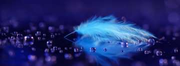 Feather with Reflection Facebook background TimeLine Cover