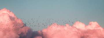 Volée d'oiseaux et nuages roses