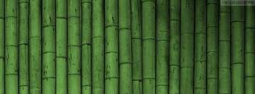 Fila de bambú verde