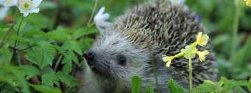 Hedgehog Smells Flowers Facebook Wall Image