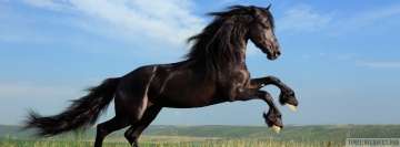 Springendes schwarzes Pferd Facebook Cover-bild