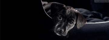Lovely Black Doggy Facebook Cover Photo