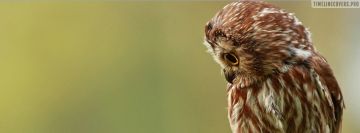 Owl Cuteness Facebook Cover Photo