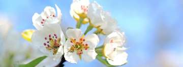 Pear Tree Spring Blossom Facebook Cover