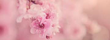 Pink Cherry Blossoms Facebook Banner