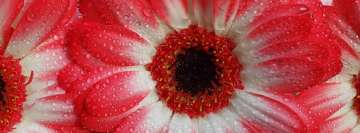 Red Gerbera Flower Facebook Banner