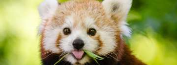Panda roux mangeant des feuilles