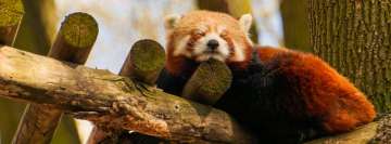 Sleeping Red Panda on a Tree Facebook Wall Image