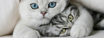 Dulces gatos Foto de portada de Facebook